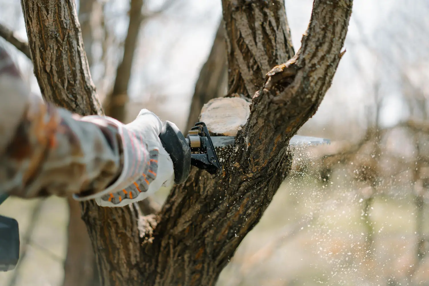 Safe and Skilled Tree Care Warrington