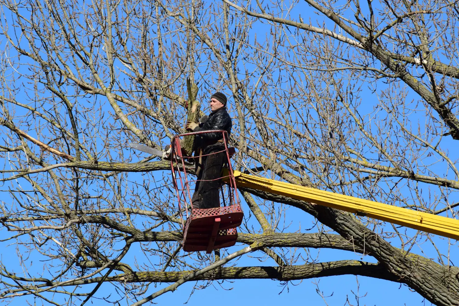 Choose Our Tree Surgeons Runcorn
