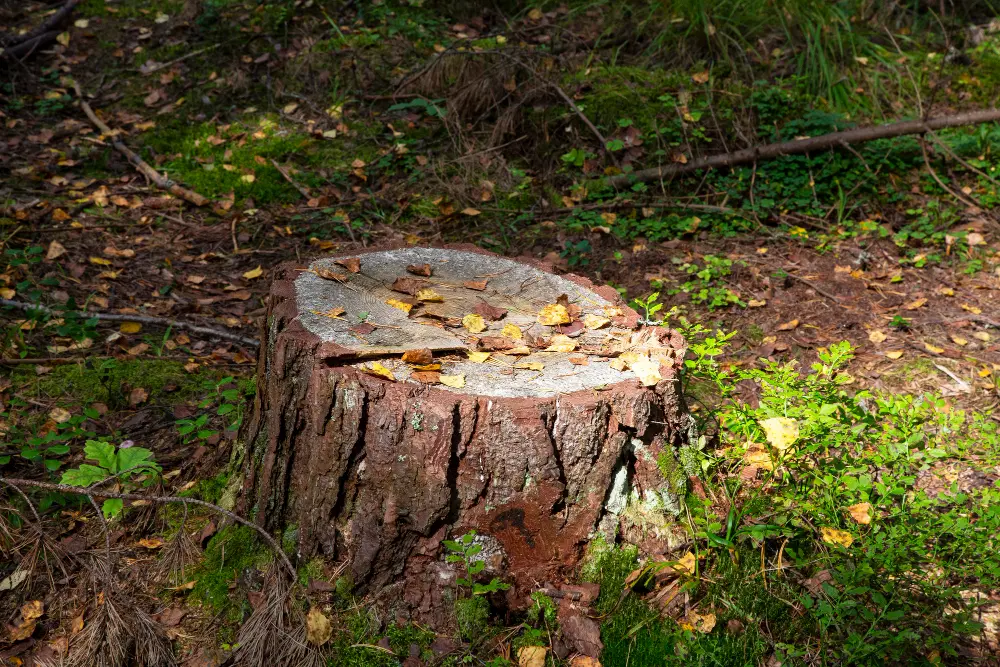 Stump Grinding Warrington, Widnes and Runcorn