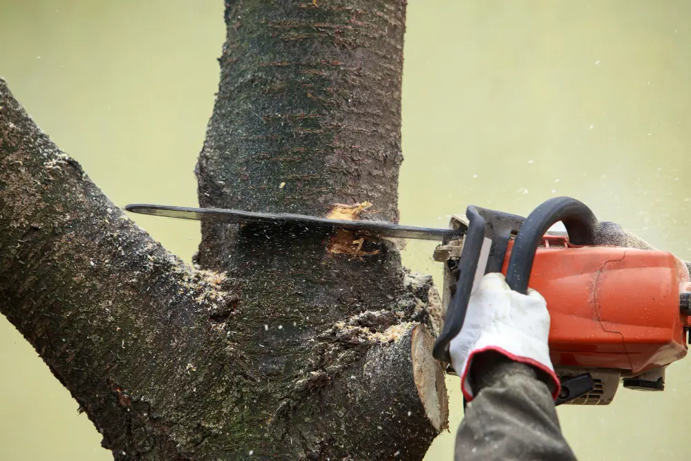 Emergency Tree Felling in Runcorn