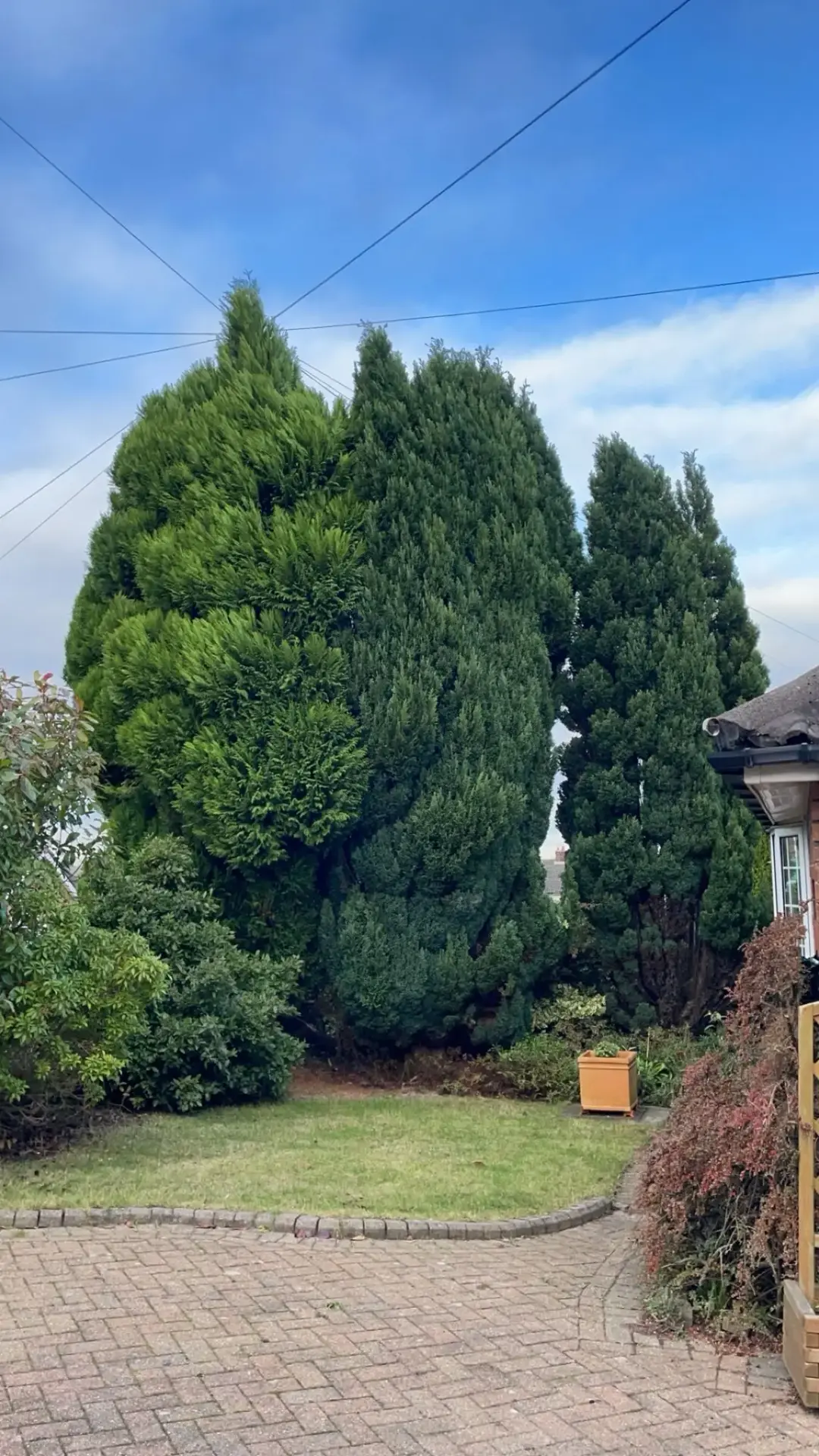 Tree Surgeon Warrington, Widnes and Runcorn 