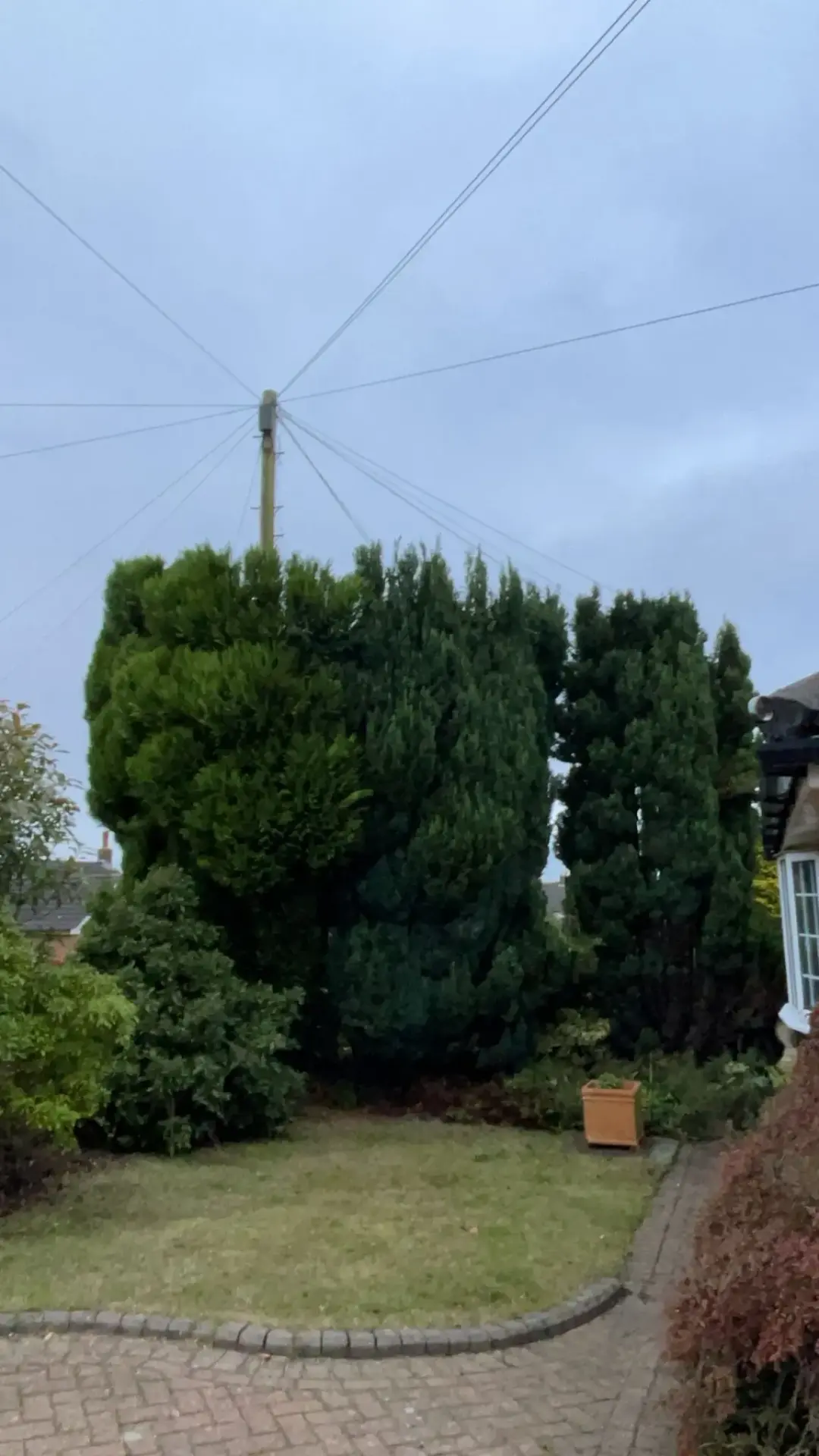  Tree Felling Warrington, Widnes and Runcorn